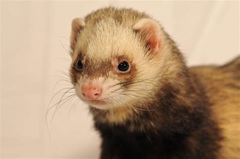 animal, close up, ferret 4k wallpaper - Coolwallpapers.me!