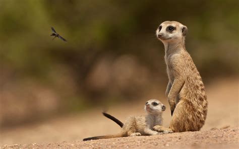 Mongoose Wallpapers - Wallpaper Cave