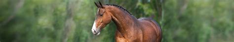 Hengst-Material - Horse-Gate