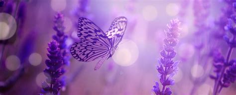 LAVENDER DREAMS - Scent Marketing, Aroma Diffusers, Scent Systems ...