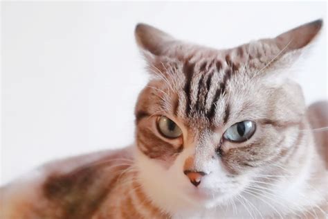 猫が『耳を倒している』ときは危険？3つのタイミングと必要な対処とは | ねこちゃんホンポ