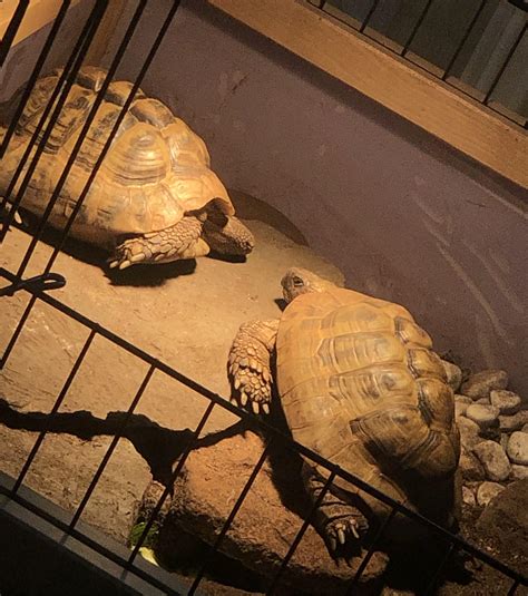 Average activity before hibernation : r/tortoise