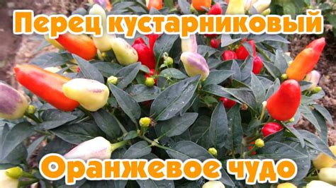 Перец кустарниковый Оранжевое чудо - YouTube