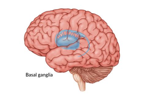 Basal Ganglia Anatomy