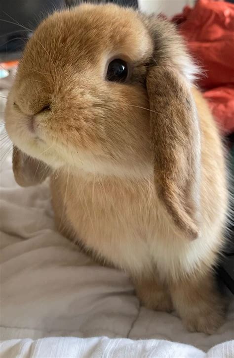 My bun keeps peeing on my bed in the morning. Need advice!! : r/Rabbits