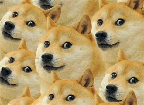 Cập nhật 88+ về hình meme chó - coedo.com.vn
