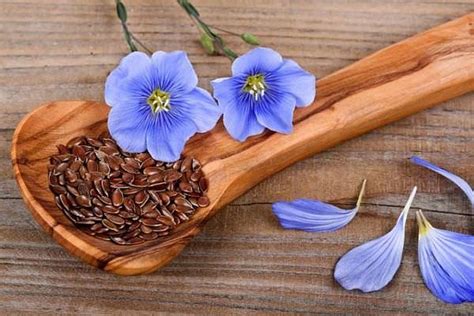 Семя льна – применение и что оно лечит