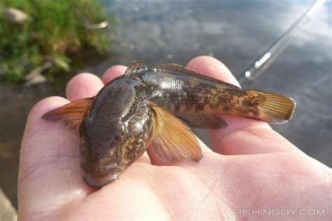 Ротан-головешка в Беларуси (фото, описание и образ жизни) | FishingBY.com