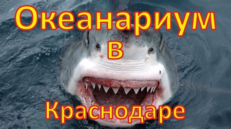 Океанариум в Краснодаре - YouTube