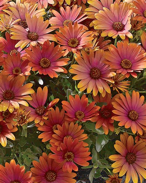 Sunny™ Sheila - African Daisy - Osteospermum hybrid | Flower landscape