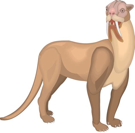 Why Did Sabretooth Cats Evolve Their Extremely Long Teeth