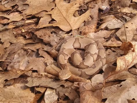eastern copperhead  april   jim inaturalist