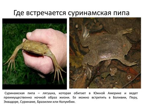 Суринамская пипа - презентация онлайн