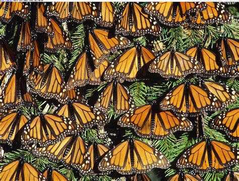 monarch-butterflies-michoacan-de-ocampo-state-mexico | BarnstablePrecinct7