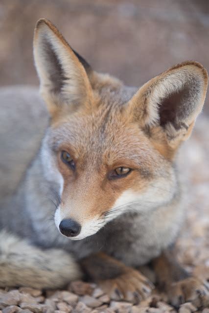 Fox Animal Canine - Free photo on Pixabay - Pixabay