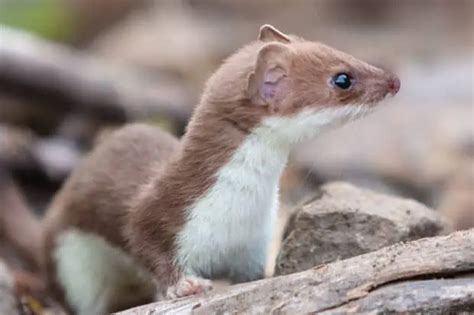 9 Wacky Weasel Facts About These Sly Hunters