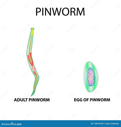 Pinworms Structure of an Adult. the Structure of the Pinworm Egg. Set ...
