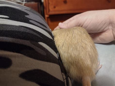 Abscess, tumor, cyst? : r/RATS