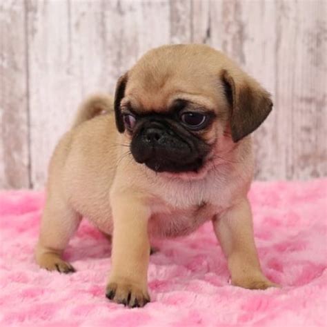 Pug Puppies For Adoption/pug Puppies For Sale Near Me