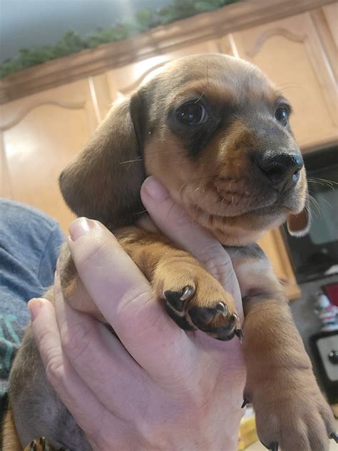 Dachshund For Sale in Surprise (1) | Petzlover