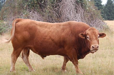 Cattle