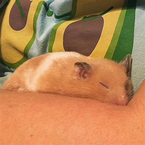 Can hamsters have narcolepsy? Asking for a friend. : r/hamsters