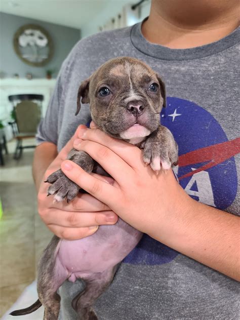 How Do You Take Care Of A 4 Week Old Pitbull Puppy