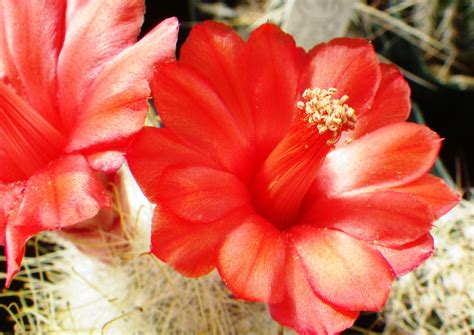 mammillaria mammillopsis senilis cactus rays  flickr