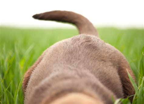 Dog Tail Injury: Signs and Causes | PetMD