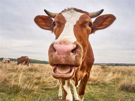 The 30 best knock-knock jokes of all time
