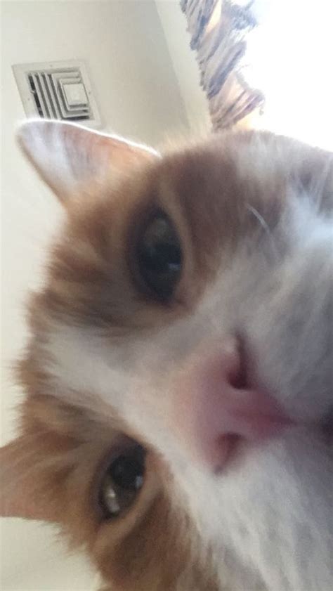 Blurry picture of a cat : blurrypicturesofcats