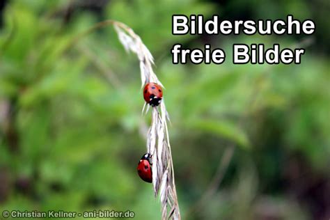 Frei nutzbare Bilder mit der Google Bildersuche finden