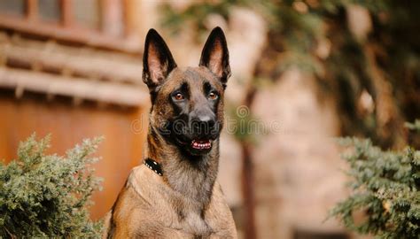 Belgian Malinois stock illustration. Illustration of muzzle - 369007229