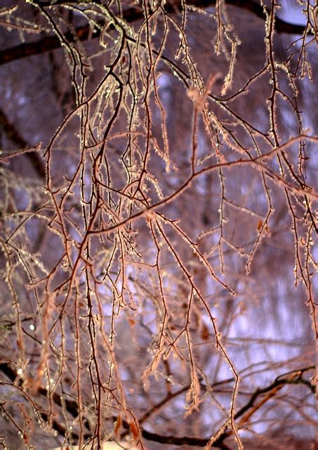 branches frost winter  photo  pixabay pixabay