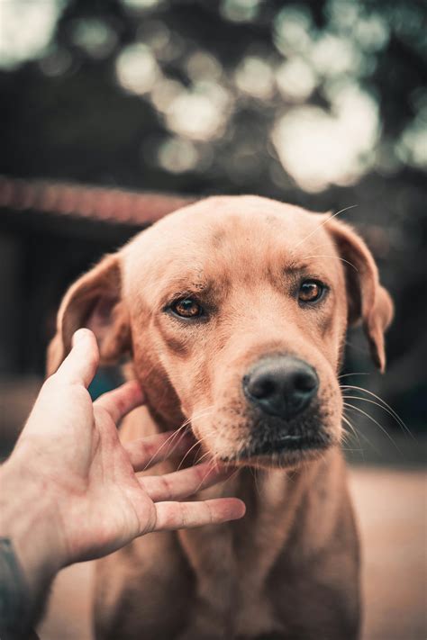 Dog Images Photos, Download The BEST Free Dog Images Stock Photos & HD ...