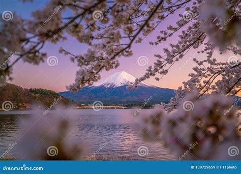 mount fuji  cherry blossom sakura view  lake kawaguchiko stock