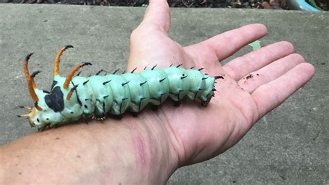 Missouri's largest caterpillar transforms into Regal moth