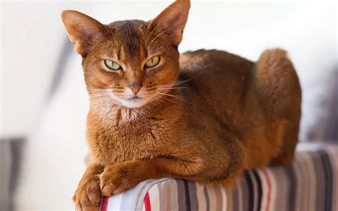 😾Откуда берутся блохи у домашней кошки и как от них избавиться | Нос ...