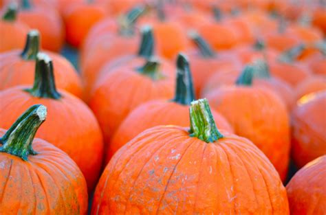 Gourds Photos, Download The BEST Free Gourds Stock Photos & HD Images