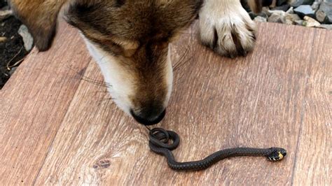 What Happens If A Snake Bites A Dog