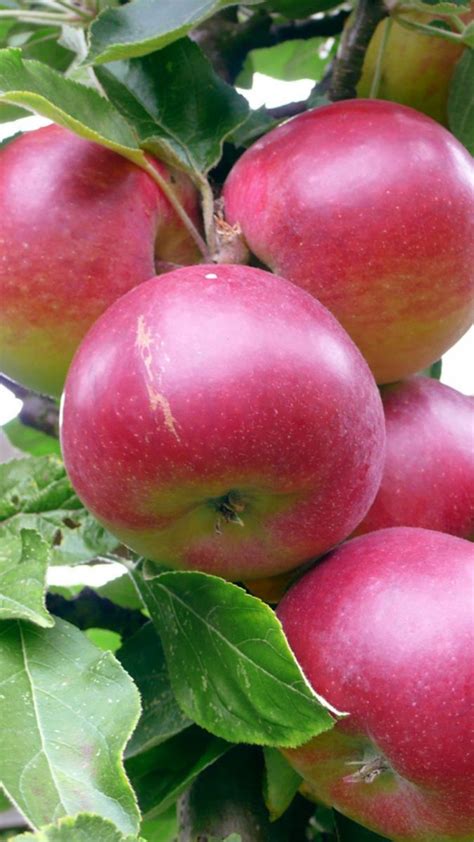 Сорта яблок: рейтинг самых вкусных сортов с названием и описанием, фото ...