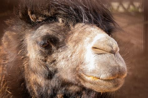 Animal Camel Wool - Free photo on Pixabay - Pixabay