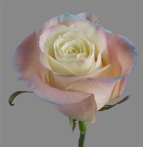 Aurora Boreal – BellaRosa