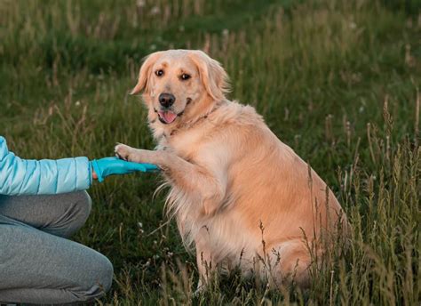 how to keep gnats away from my dog