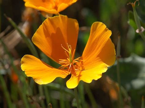 Эшшольция (лат. Eschscholzia) на садово-огородном участке. Выращивание ...