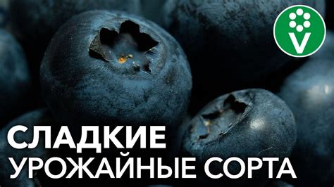 Эти СОРТА ГОЛУБИКИ вам точно захочется посадить! - YouTube
