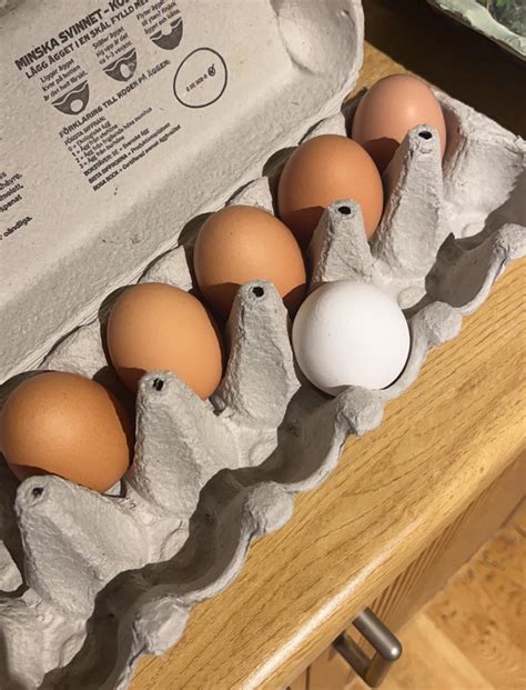 Hey it's like that one meme with Piper on the couch : r/Egg