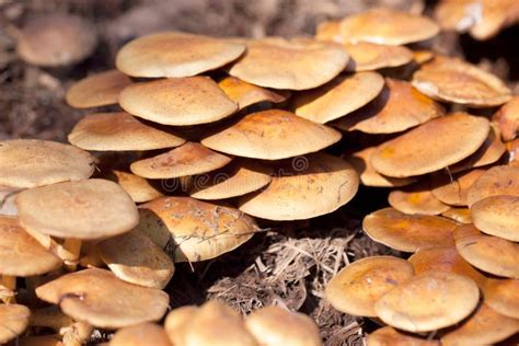 Nameko Mushrooms stock photo. Image of kuehneromyces - 48687794