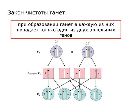 Генетика. Независимое наследование - презентация онлайн