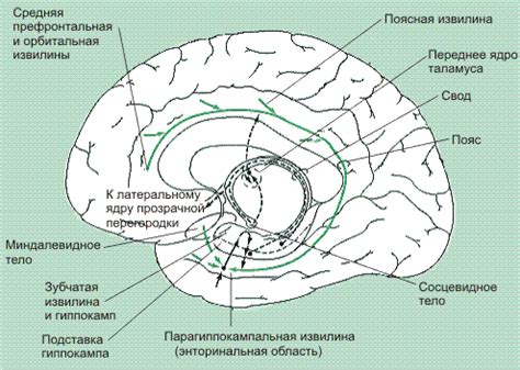 Рис. 26.1(Harrison). Основные связи гиппокампа